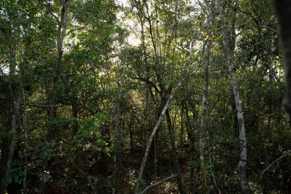 Ojo De Arbol, Boutique Cabin In The Real Jungle Тулум Экстерьер фото