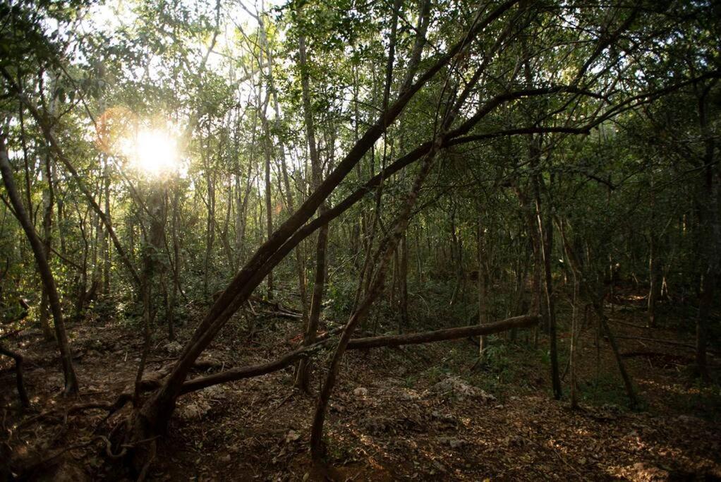 Ojo De Arbol, Boutique Cabin In The Real Jungle Тулум Экстерьер фото